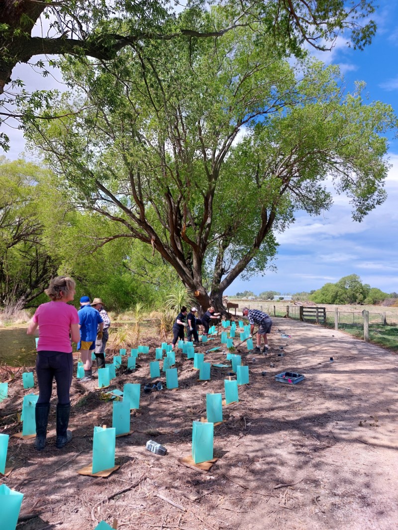 Kurow Wetlands Project - October 2023