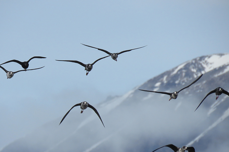 Kaki Black Stilt 1 - Liz Brown photograph