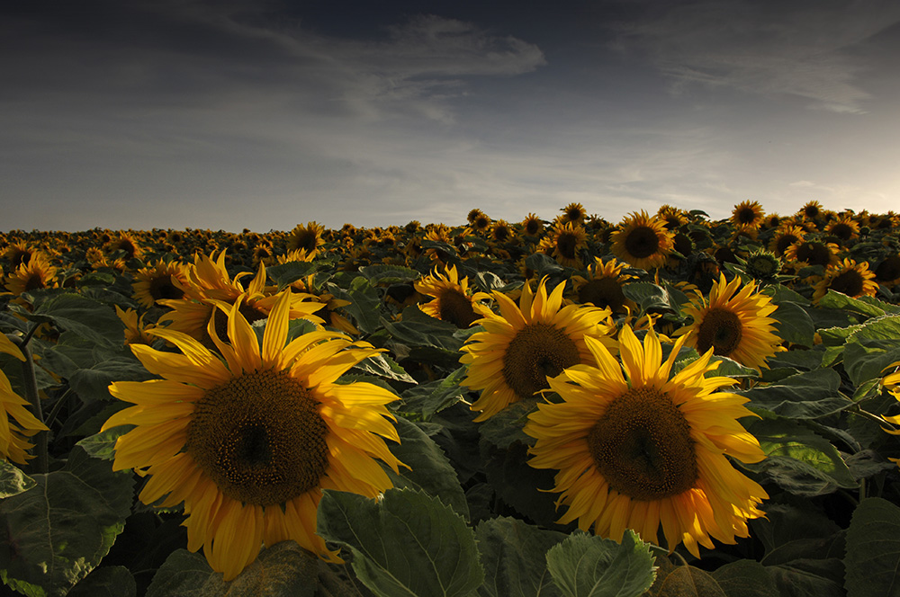 Dramatic Sunflower Shot 2007