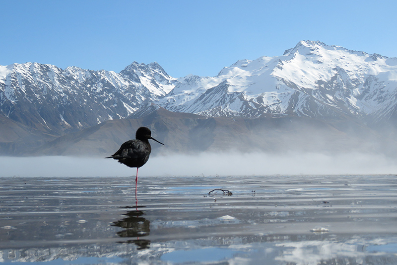 Kaki Black Stilt 2 - Liz Brown photograph