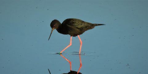 Kakī Black Stilt