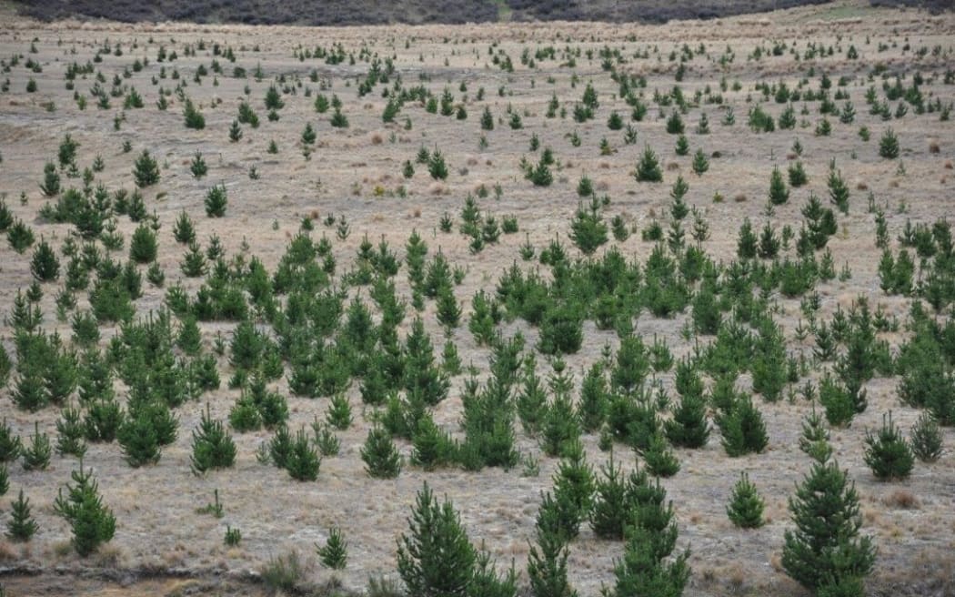 Wilding Pines - Pukaki Airport