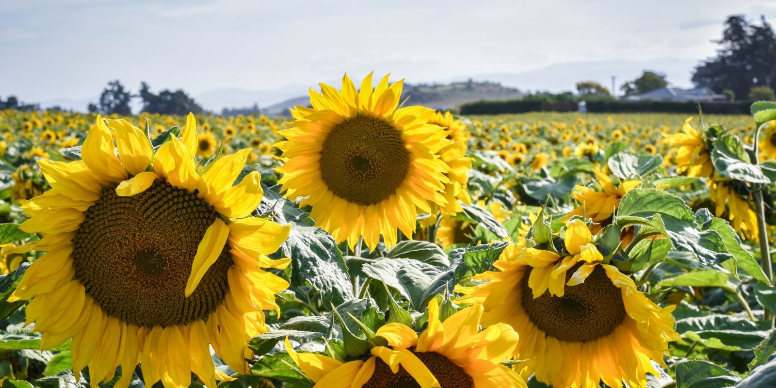 Weston Sunflowers banner image